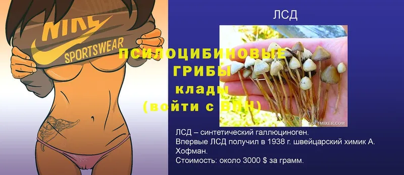 наркошоп  Кувшиново  Галлюциногенные грибы GOLDEN TEACHER 